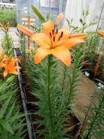 [5119 Kahlua DJ No02.JPG]